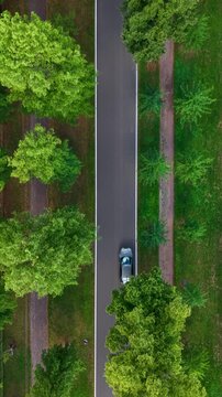 Top-down drone video follows blue car driving along straight asphalt road bordered by lush green trees and park paths. Smooth aerial motion highlights transport, summer greenery and urban geometry