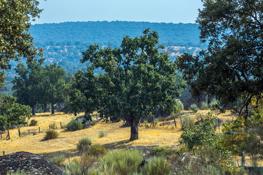 Framed by overhead branches, a solitary green oak tree