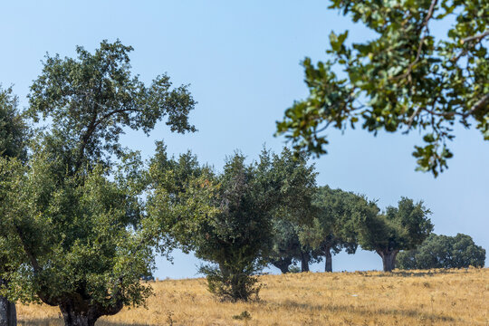 A dense grove of green oak trees rises