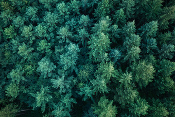 Fototapeta premium Nature background. Tree growing in lush forest. Nature landscape. Landscape with forest in spring. Green forest in summer aerial view. Rainforest ecosystem and healthy environment