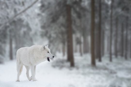 White arctic wolf standing and snarling in winter snowy forest.