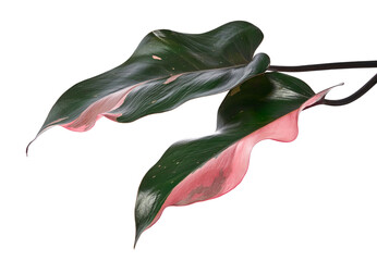Philodendron ‘Pink Princess’, isolated on transparent background with clipping path for botanical, horticultural, interior, and design use. © DEWINs
