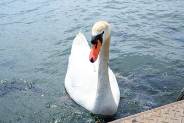 山梨県　山中湖の白鳥 © Hayato