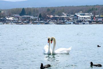 山梨県　山中湖の白鳥 © Hayato