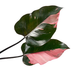 Philodendron ‘Pink Princess’, isolated on transparent background with clipping path for botanical, horticultural, interior, and design use. © DEWINs