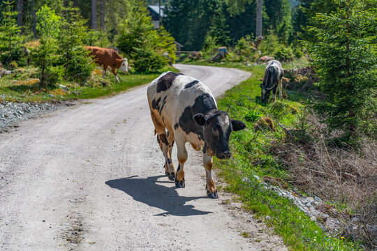Cow at alps farming. Cattle farming. Cow in wild nature. Cow graze at farming pasture. Graze in pasture. Cow in countryside. Domestic animal on summer farm. Rural landscape with cattle