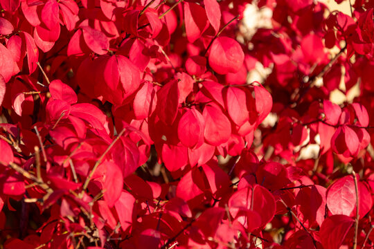 Autumn red leaves. Leaves red color. Nature in fall season. Fall season weather. Red autumn leaf natural background. Autumn nature. Red tree leaves. Seasonal autumnal tree