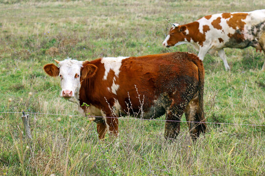 Domesticated cow outside on grass lawn in countryside