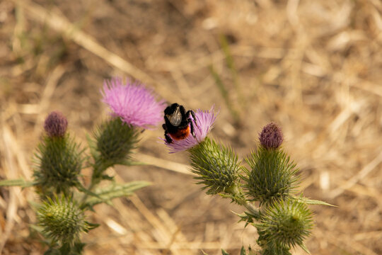 bumblebee on a flower