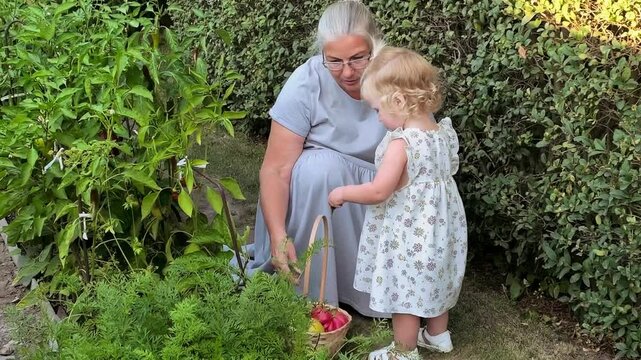 Little girl receives a homegrown pepper from her grandmother outdoors, family gardening, healthy food, childhood learning and garden harvest.