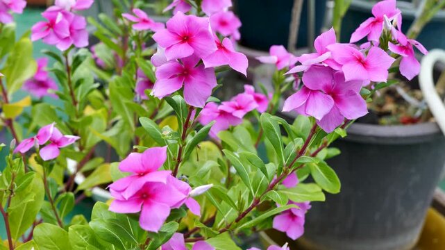 Pink periwinkle swaying in the wind_01