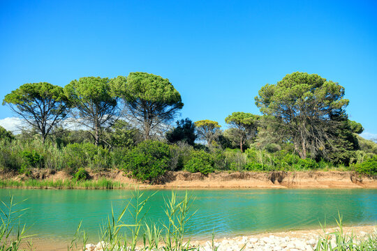 A vibrant natural landscape featuring a serene river flowing through lush vegetation and tall pine trees on a sunny day