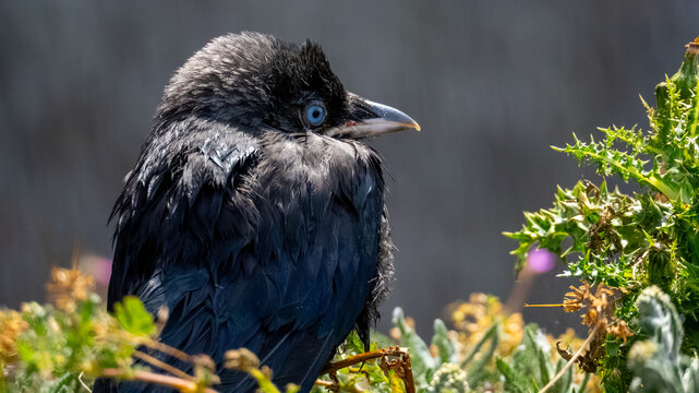 A detailed, high-resolution close-up portrait captures a juvenile corvid, likely a fledgling crow or young raven, perched amidst lush, wild greenery and yellowed thistles. The bird is facing towards t