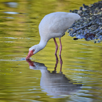 American White Ibis Eudocimus albus drinking water with beautiful reflections mirrored mirror on the surface of the lake or pond