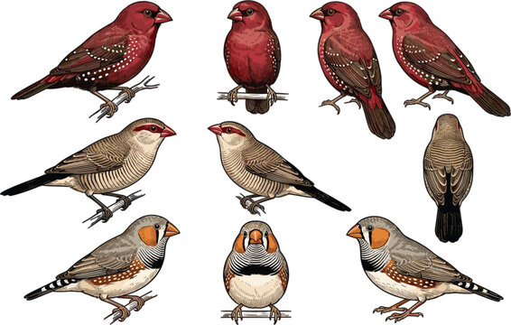 Hand Drawn Finch Bird Vector Illustration Set Featuring Strawberry Finch, Zebra Finch, and Sparrows Perched on Branches for Nature Design Layouts