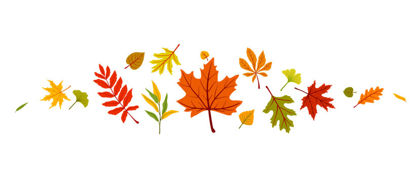 Autumn leaves banner with falling colorful foliage. Horizontal vector background design featuring maple, oak, rowan leaves isolated on white background, ideal for seasonal decor and border