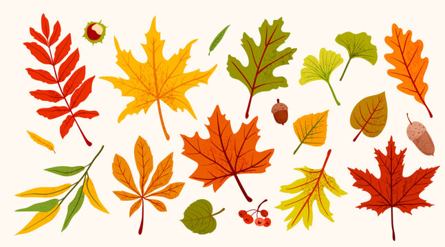 Autumn leaves vector set with colorful fall foliage. Isolated illustrations of maple, oak, rowan, chestnut, acorns with noise texture on white background, perfect for botanical design elements