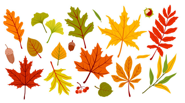 Autumn leaves vector set with colorful fall foliage. Flat isolated icons of maple, oak, rowan, chestnut, acorns on white background, perfect for clean botanical design elements and web decor.