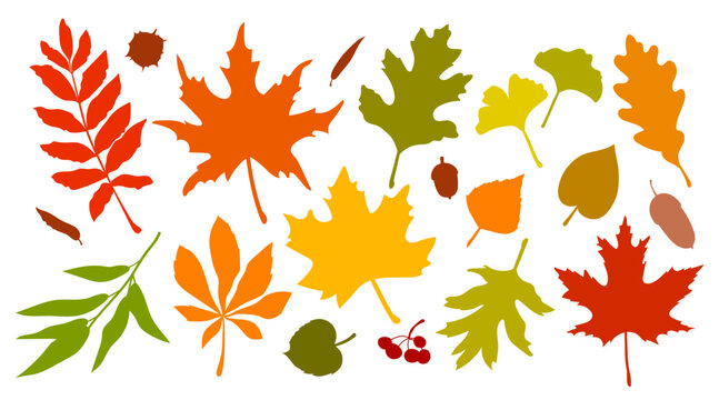 Autumn leaves vector silhouettes set with colorful fall foliage. Isolated flat icons of maple, oak, rowan, chestnut, acorns on white background, perfect for clean botanical design elements