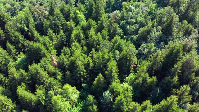 Svaneti woodland expands in overhead aerial view across mixed forest near Mazeri, Georgia, supporting forest inventory, ecological mapping, conservation planning and regional land management media.