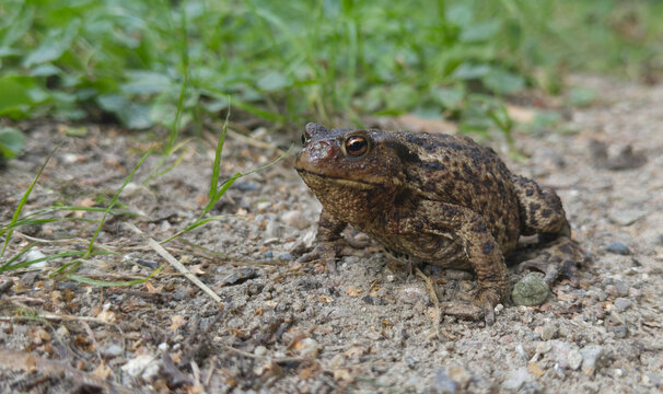 Erdkr&ouml;te auf einem sandigen Weg