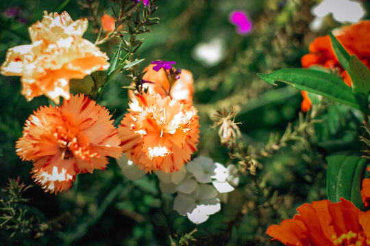 Delicate peach-orange double garden carnations with red-edged petals blooming among white phlox and purple verbena flowers, with lush green foliage and blurred orange zinnias in the background