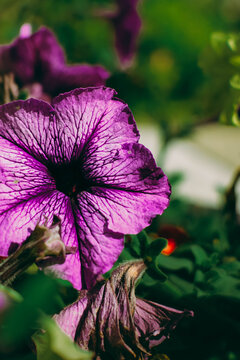 Close-up of a delicate purple petunia flower with dark purple veins and a deep center, blooming in a lush garden bed with soft green foliage and natural bokeh
