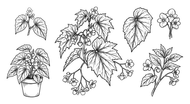 Begonia plant line art illustration, botanical flower and leaf drawing set
