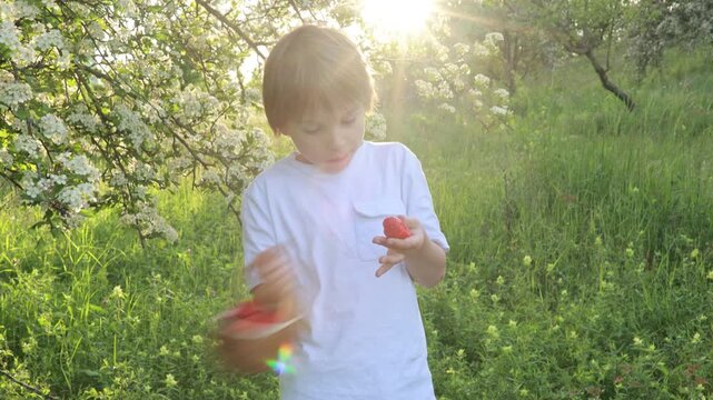 Beautiful blond child, boy, eating strawberries and gathering flowers
