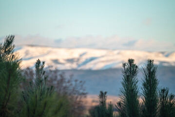 Naklejka premium Nature background showing pine branches with a distant view of snow covered mountains