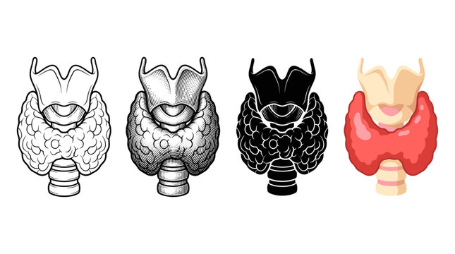 Human thyroid gland anatomy in four designs outline engraving silhouette and color vector illustration