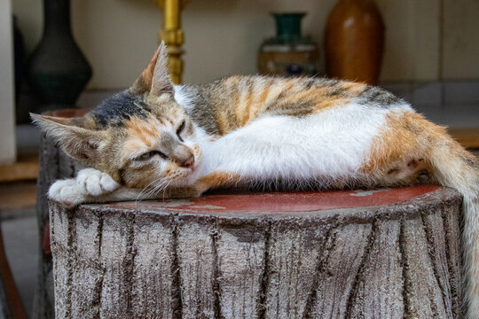 chat endormi