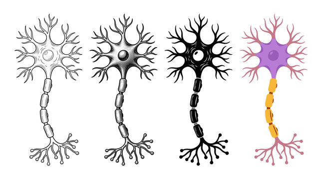 Human neuron anatomy in four designs outline engraving silhouette and color vector illustration