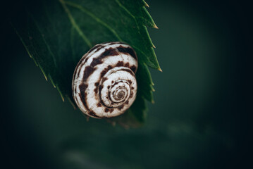 Snail Shell Close Up on a Leaf in Nature © Ira_Shpiller