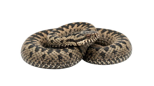 Common european adder snake coiled in a defensive position, detailed scales and patterns, isolated on a solid , wildlife isolated on a transparent background