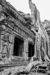 Obraz premium temple de Ta Prohm, complexe d'Angkor, Siem Reap, Cambodge