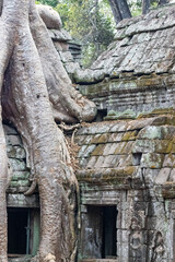 Fototapeta premium temple de Ta Prohm, complexe d'Angkor, Siem Reap, Cambodge