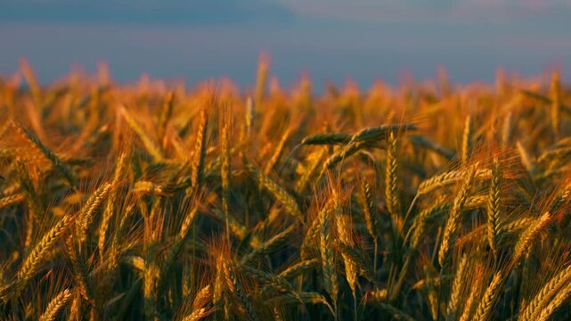 A wheat field in the rays of the setting sun, illuminating the golden ears, Harvest season. agricultural field landscape in slow motion