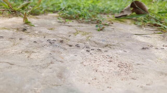 Ants Walking in an Organized Line &ndash; Macro Nature Footage of Ant Colony Teamwork