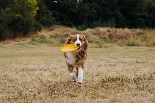 Red tricolor Australian Shepherd runs toward the camera with a yellow frisbee. Ideal for pet toys, training, exercise, sport and active lifestyle promotion