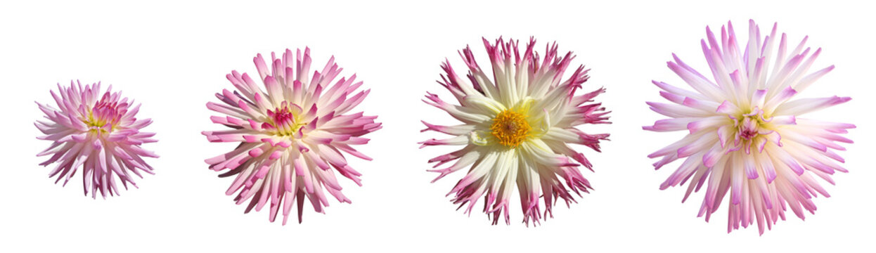 Fleurs de Dahlia cactus rose et blanc	