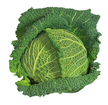 Chou vert fris&eacute;	