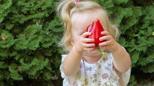 Toddler girl eats a fresh red bell pepper outdoors, healthy childhood nutrition, homegrown vegetables, summer snack and natural lifestyle.