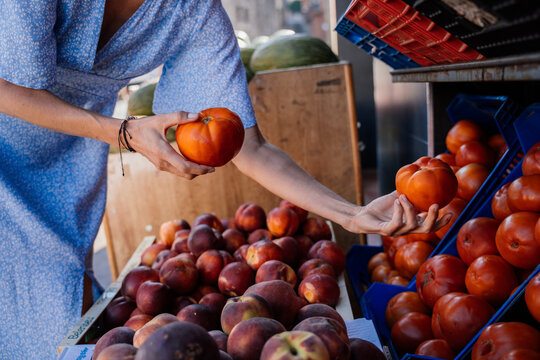 Close Up of Mature Woman Comparing Fresh Ripe Tomatoes at Local Outdoor Market in Spain