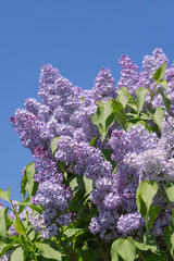 Syringa vulgaris bleu mauve © hcast