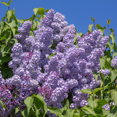 Syringa vulgaris bleu mauve © hcast