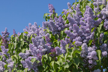 Syringa vulgaris bleu mauve © hcast