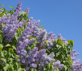 Syringa vulgaris bleu mauve © hcast