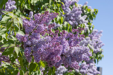 Syringa vulgaris bleu mauve © hcast