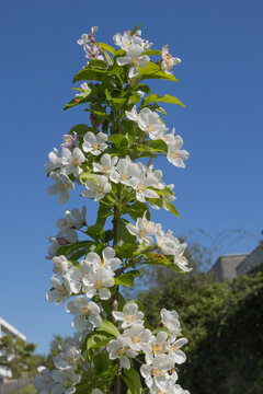 Pommier d'ornement Malus Golden Hornet en fleurs